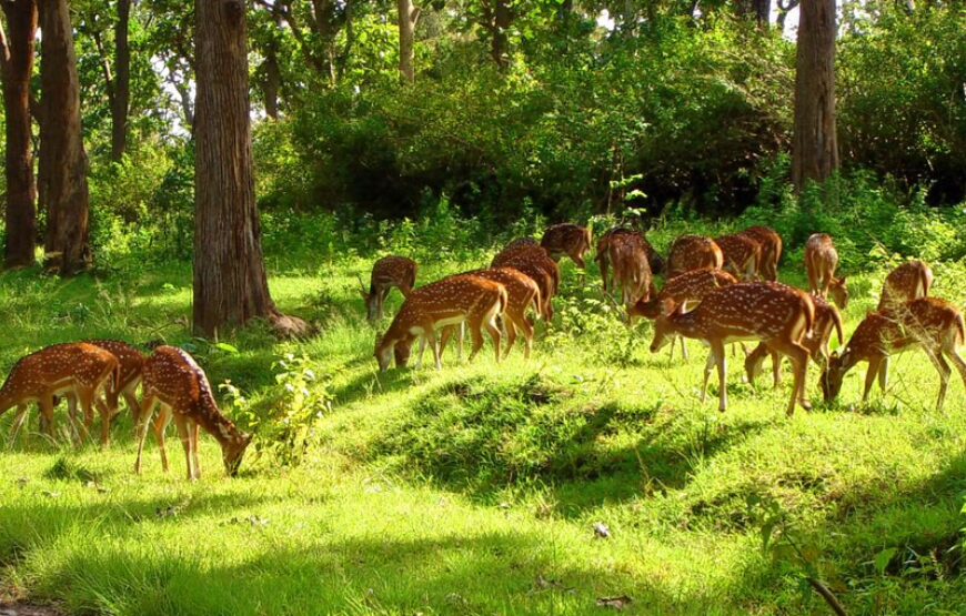 Mysore 3D/2N Friends Package