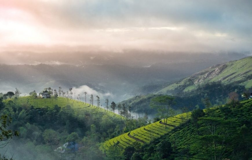 Munnar & Vakala 6D/5N Honeymoon Package