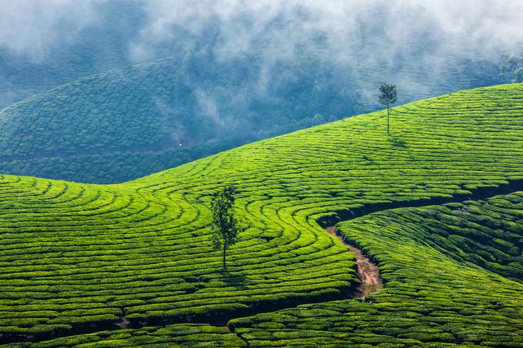 Munnar tea estate hills