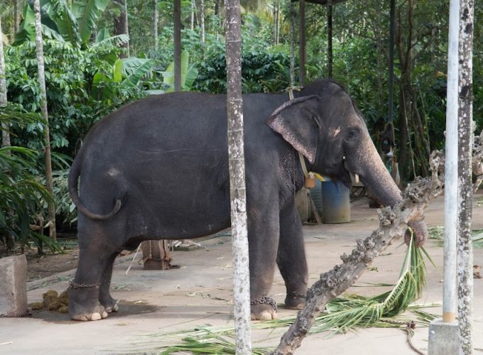 Thekkady 2D/1N Luxury Honeymoon Package