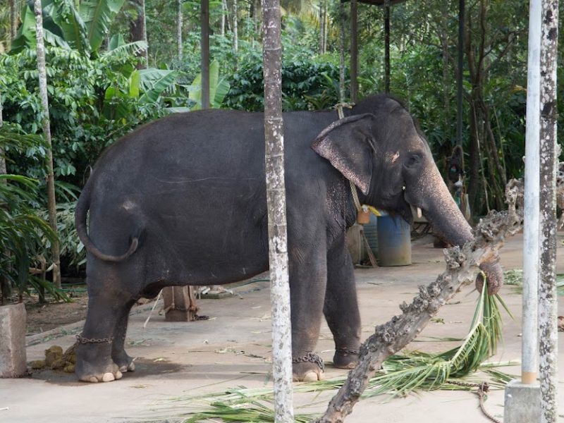 Thekkady 2D/1N Luxury Honeymoon Package