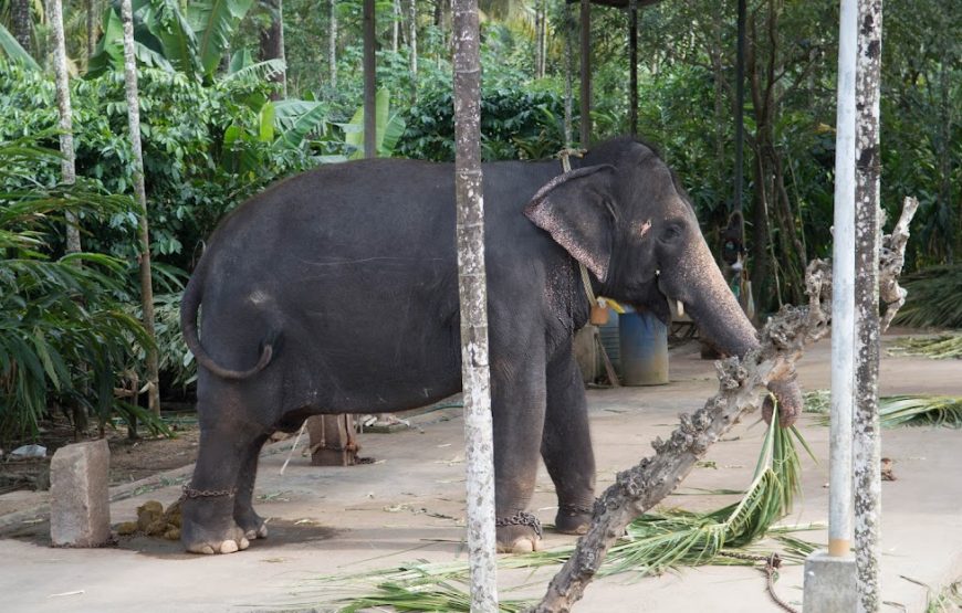 Thekkady 2D/1N Luxury Honeymoon Package